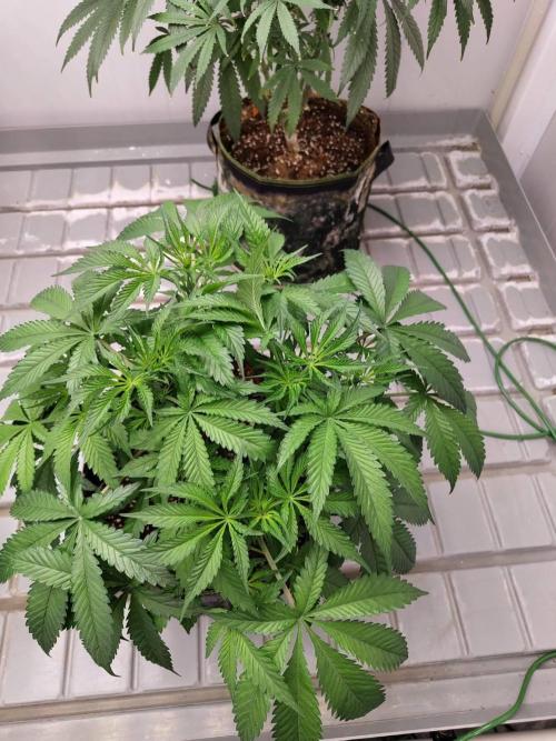 Chocolope Kush (P#1). Week 9 - 14/03