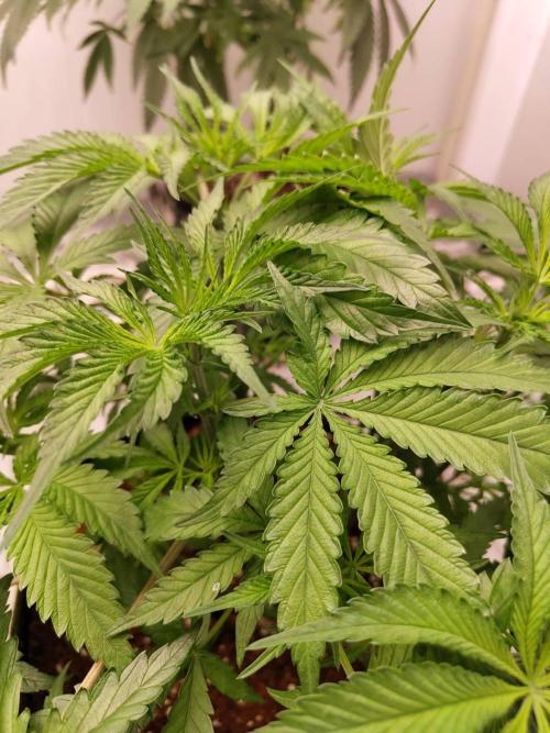 Chocolope Kush (P#1). Week 9 - 14/03
