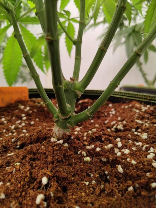 Chocolope Kush. Week 9