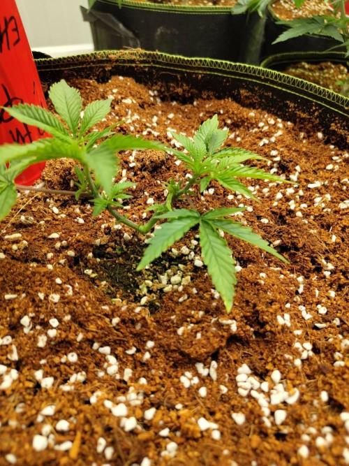 10th Planet R1. Week 6 - 18/03
