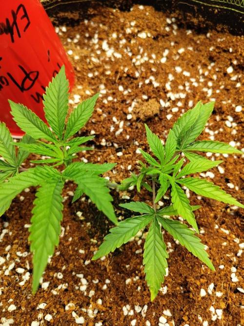 10th Planet R1. Week 6 - 18/03