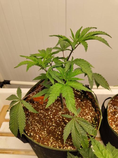 Cheetoz. Week 7