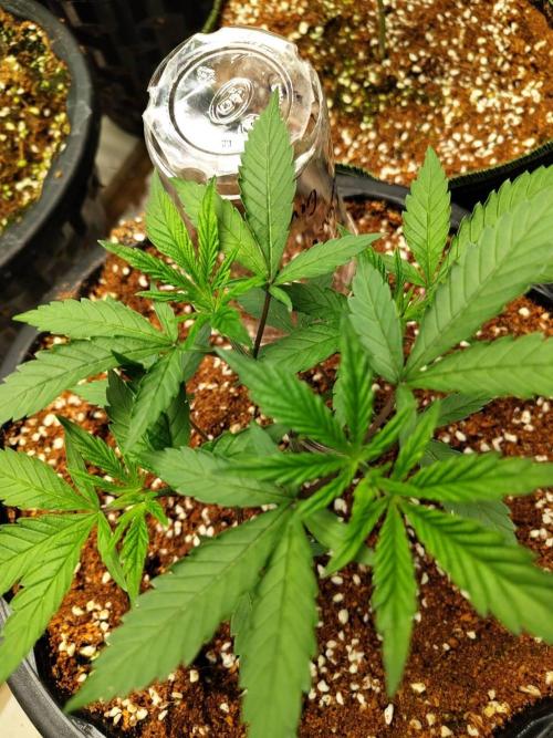 Pralines (Pheno #6). Week 6 - 18/03