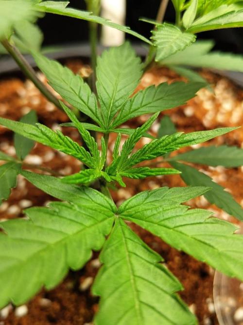 Pralines (Pheno #6). Week 6 - 18/03