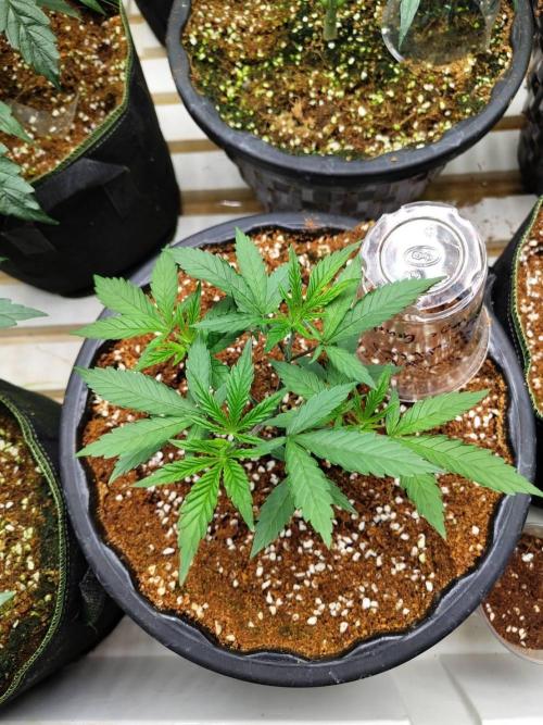 Cheetoz. Week 6