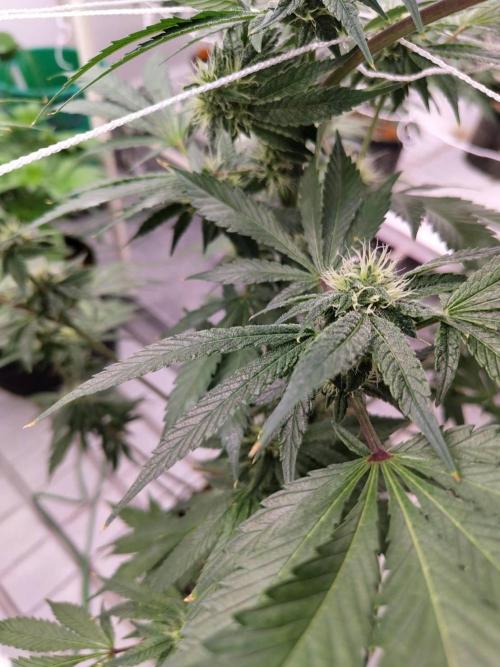 Grandpa Zombie #1. Week 12
