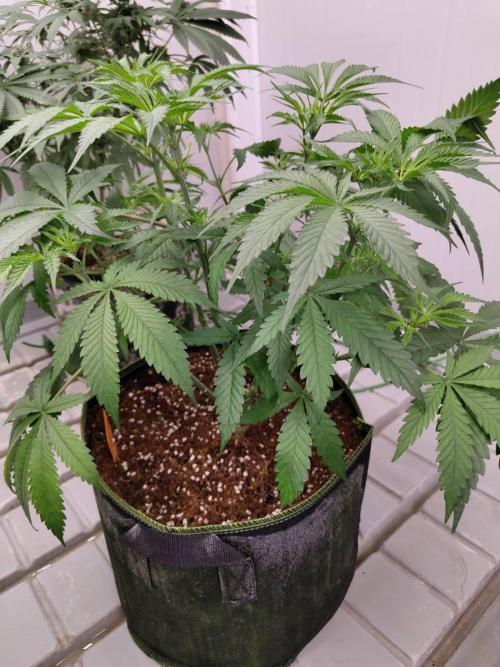 Chocolope Kush (P#1). Week 9 - 18/03
