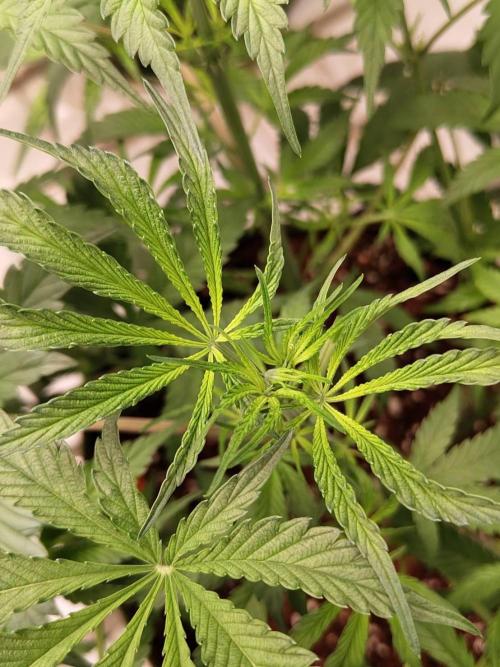 Chocolope Kush (P#1). Week 9 - 18/03