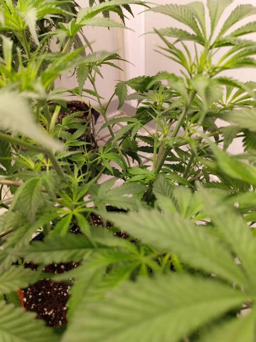 Chocolope Kush (P#1). Week 9 - 18/03