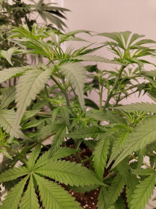 Chocolope Kush (P#1). Week 9 - 18/03