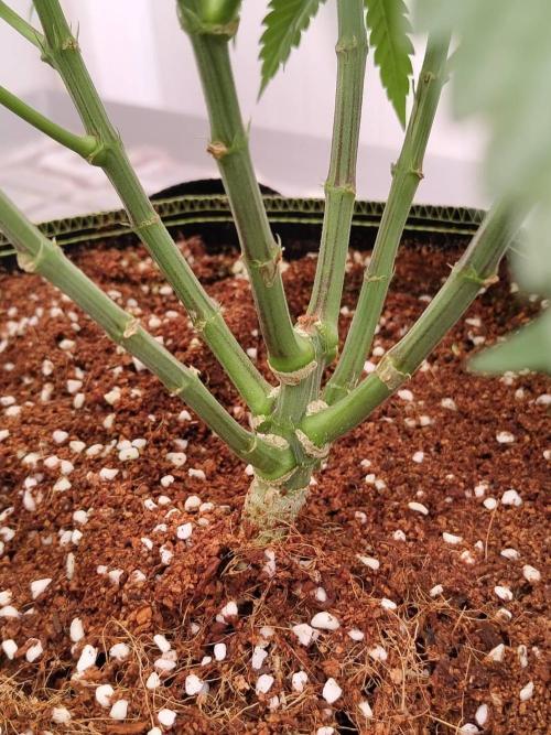 Chocolope Kush (P#1). Week 9 - 18/03