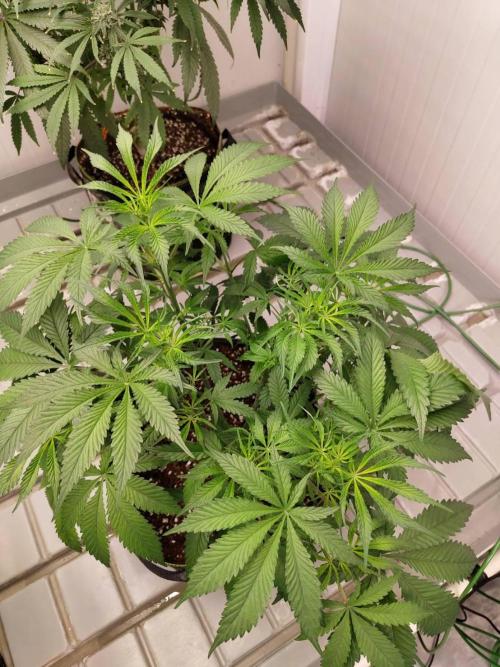 Chocolope Kush. Week 9