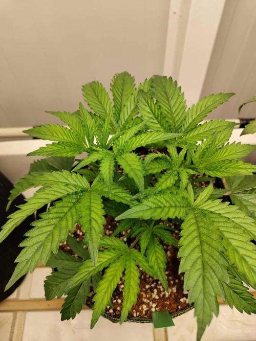 Permanent Applez (ReTry). Week 6 - 23/03
