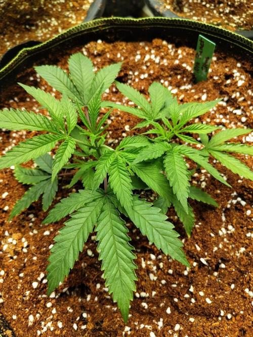 10th Planet R1. Week 6 - 23/03