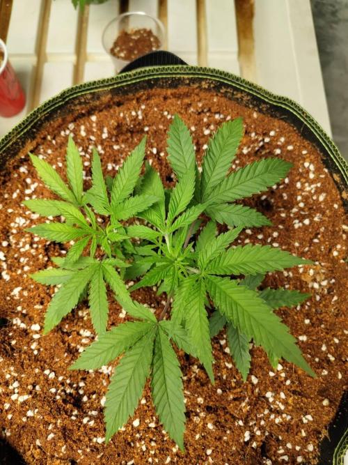 10th Planet R1. Week 6