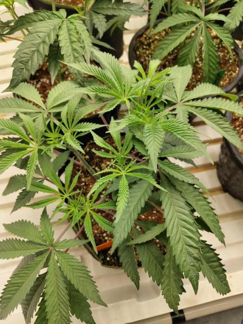 Cheetoz. Week 8