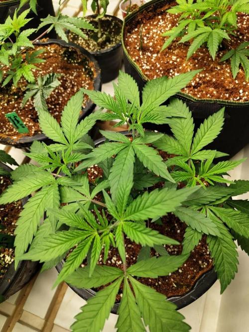 Pralines (Pheno #6). Week 6 - 23/03