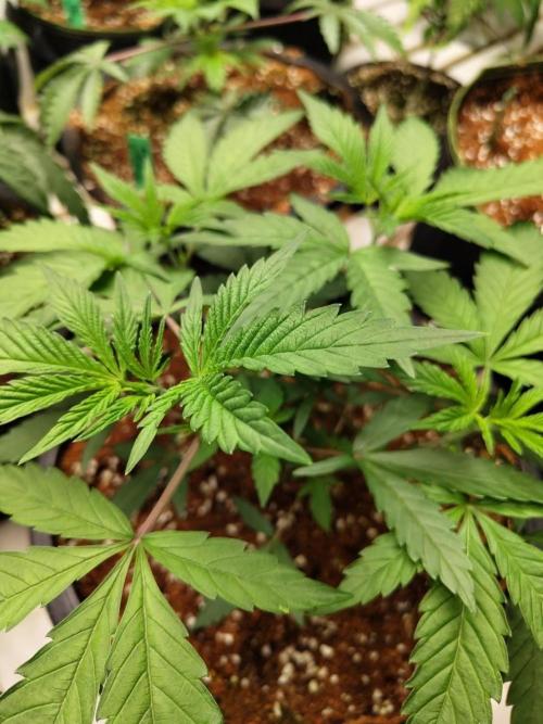 Pralines (Pheno #6). Week 6 - 23/03