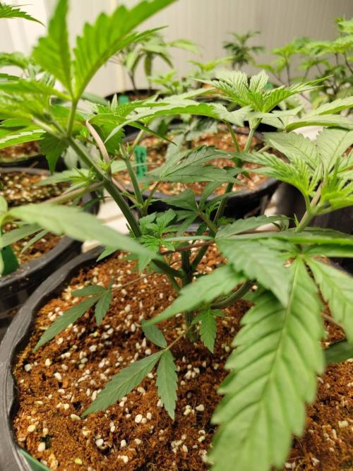 Pralines (Pheno #6). Week 6 - 23/03