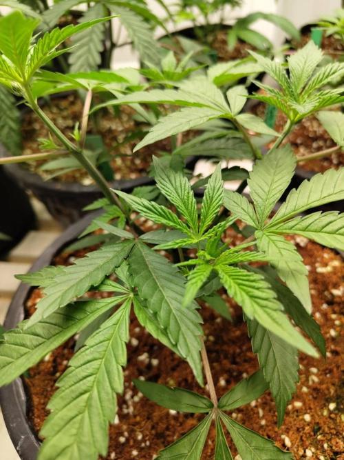Pralines (Pheno #6). Week 6 - 23/03