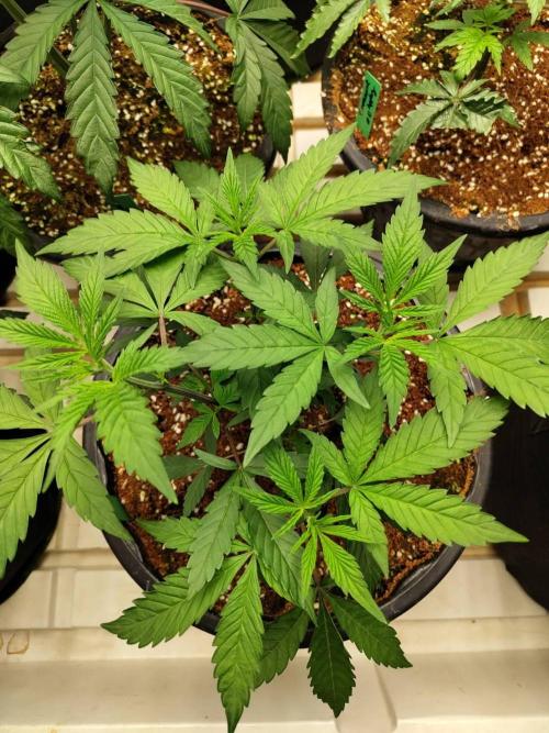 Cheetoz. Week 6
