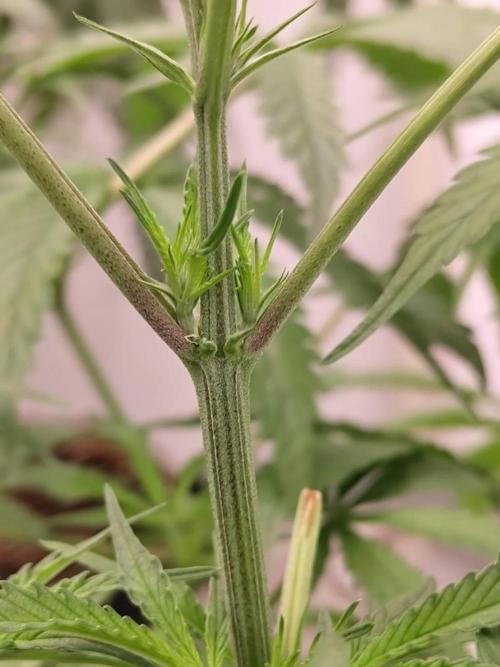 Chocolope Kush (P#1). Week 10 - 23/03