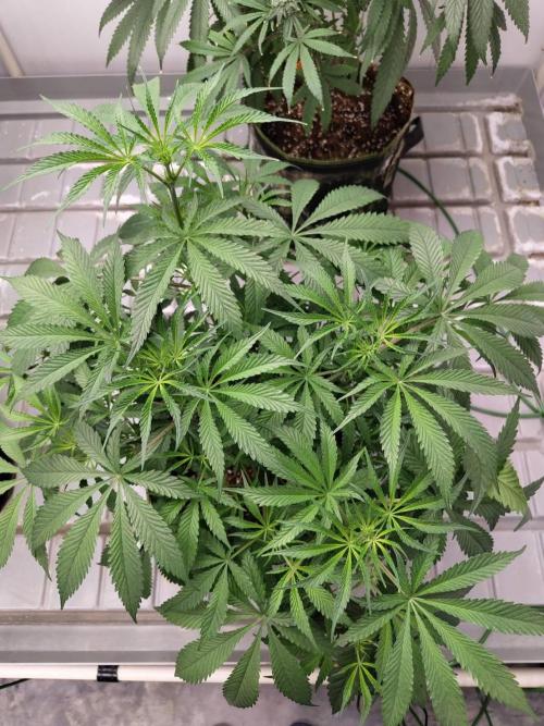Chocolope Kush (P#1). Week 10 - 23/03