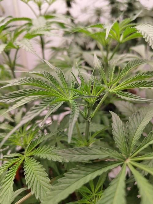 Chocolope Kush (P#1). Week 10 - 23/03