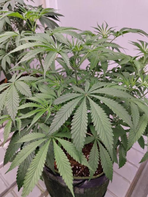 Chocolope Kush (P#1). Week 10 - 23/03