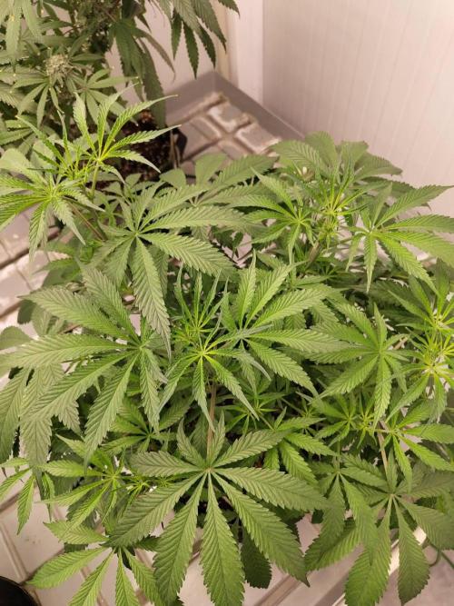 Chocolope Kush. Week 10