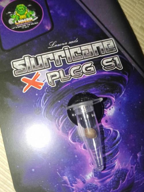 Slurricane x PLCG S1. Week 0