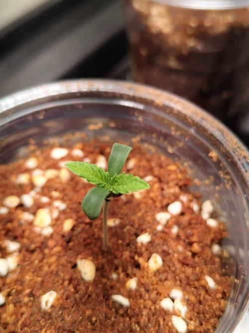 Slurricane x PLCG S1. Week 0 - 23/03
