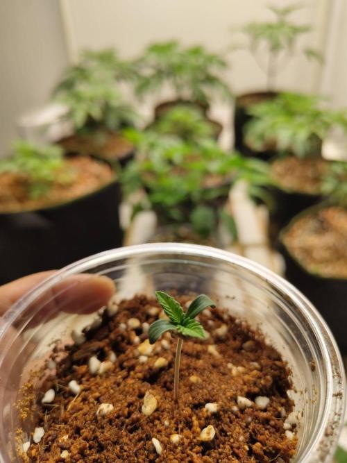Slurricane x PLCG S1. Week 0 - 23/03