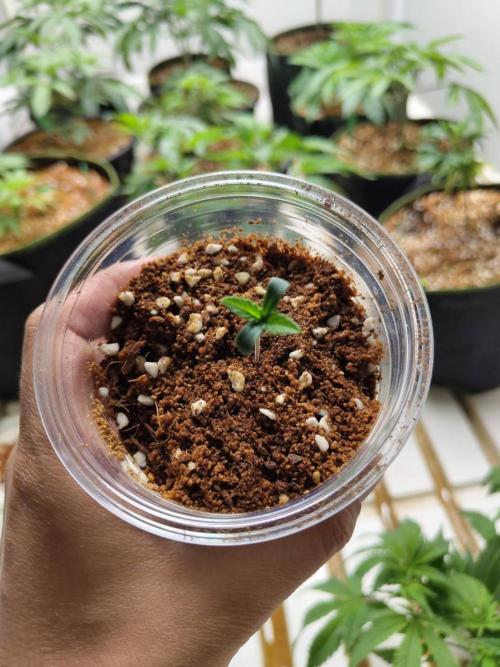 Slurricane x PLCG S1. Week 0 - 23/03