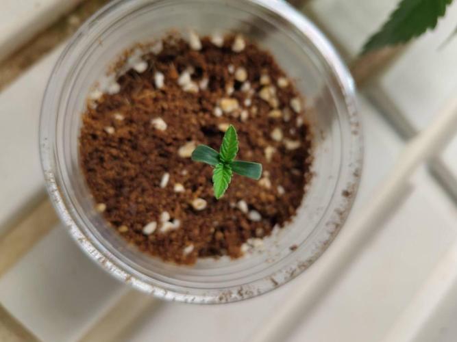 Slurricane x PLCG S1. Week 0 - 23/03