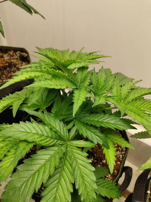 Permanent Applez. Week 7