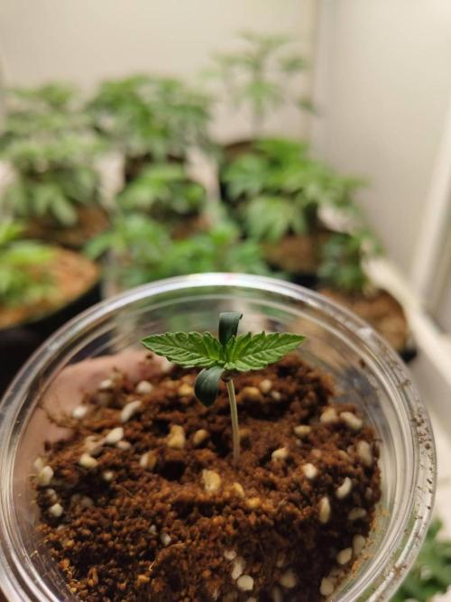 Slurricane x PLCG S1. Week 1 - 26/03
