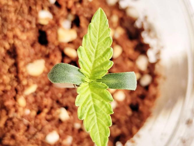Slurricane x PLCG S1. Week 1 - 26/03