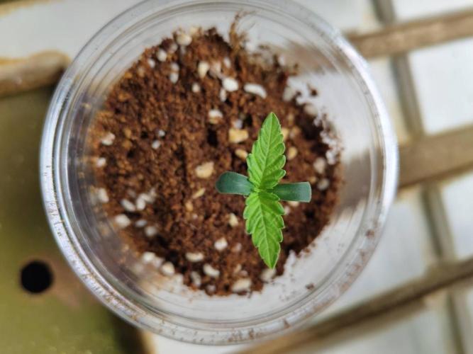 Slurricane x PLCG S1. Week 1 - 26/03