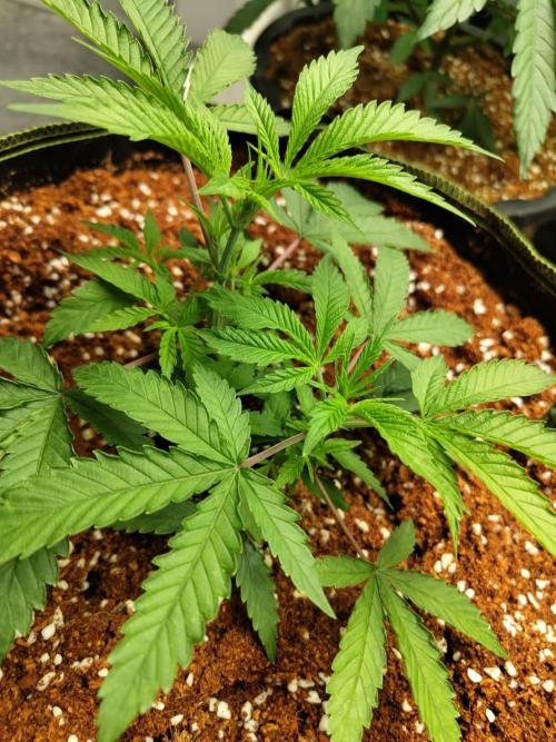10th Planet R1. Week 7