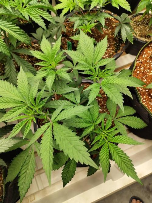 Pralines (Pheno #6). Week 7 - 26/03