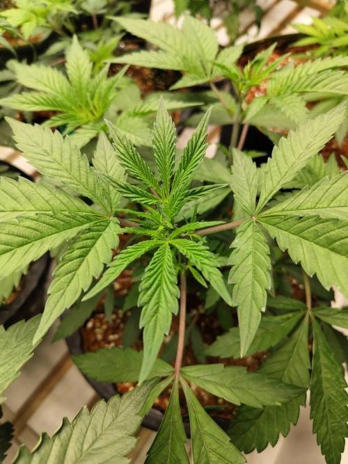 Pralines (Pheno #6). Week 7 - 26/03