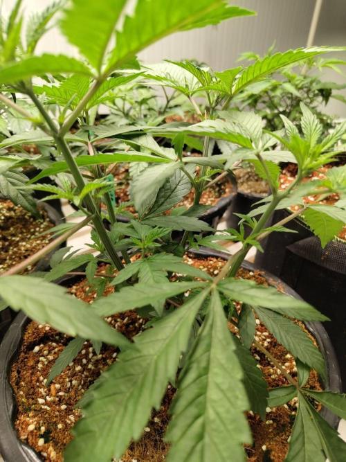 Pralines (Pheno #6). Week 7 - 26/03
