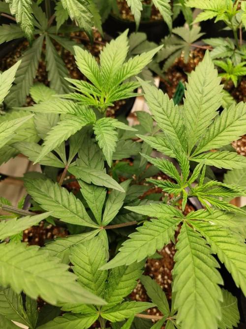 Cheetoz. Week 7