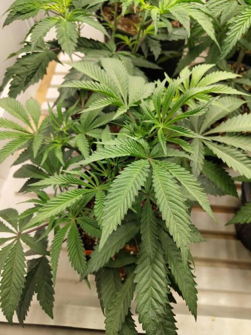 Pralines. Week 8