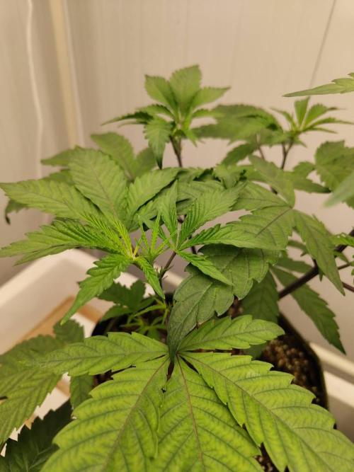 Cheetoz. Week 8