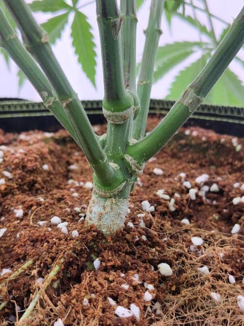 Chocolope Kush (P#1). Week 10 - 26/03