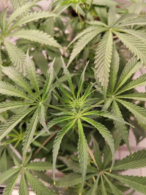 Chocolope Kush (P#1). Week 10 - 26/03