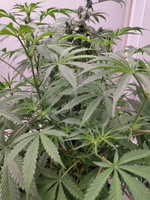 Chocolope Kush (P#1). Week 10 - 26/03