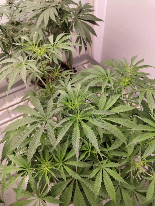 Chocolope Kush. Week 10